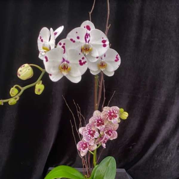 White and pink spotted orchids in a square stone planter