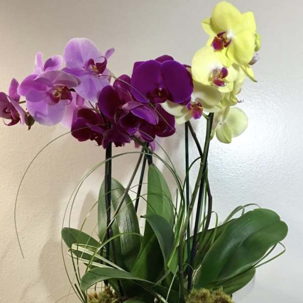 Potted orchids in purple, pink, and yellow with moss in a glass container