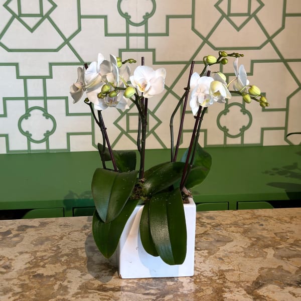 White orchids in a square white pot with broad green leaves