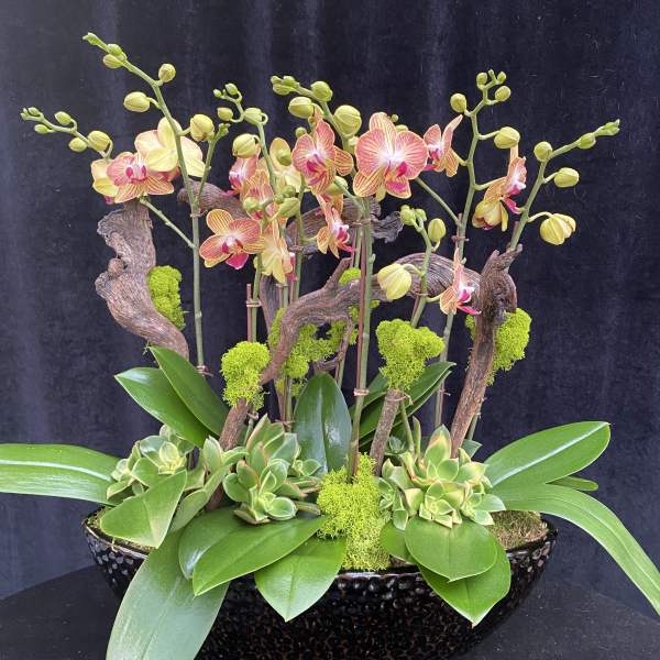Orchid arrangement with succulents in a black bowl