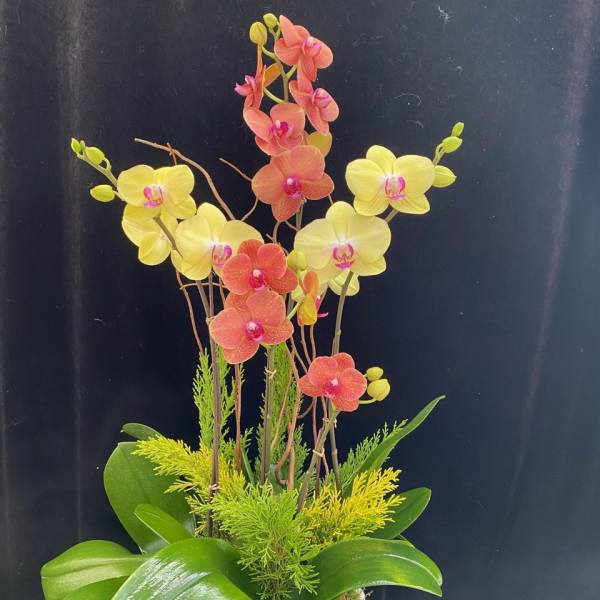 Potted orchid arrangement with yellow and peach blooms in a white bowl