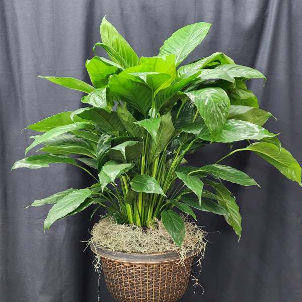 Large green potted plant in a woven basket planter