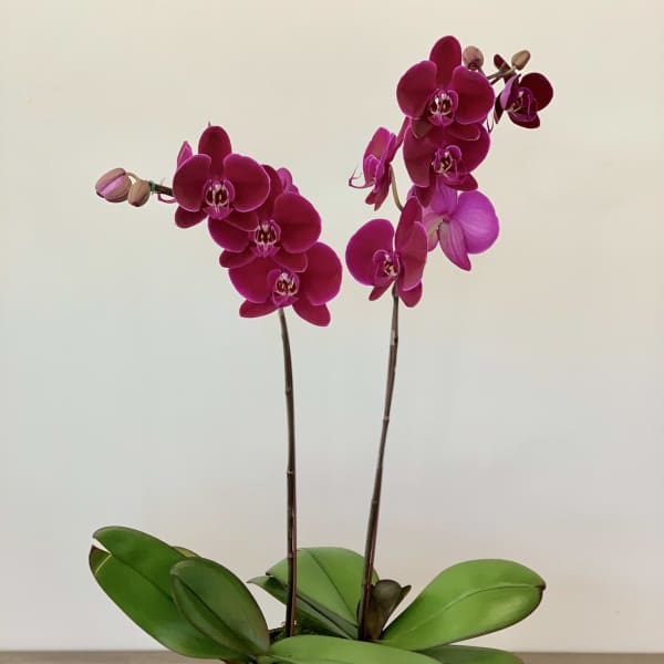 Two magenta orchid stems in a wooden pot on a table