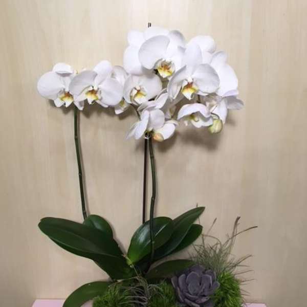 White orchid arrangement in a rectangular planter with moss and a succulent