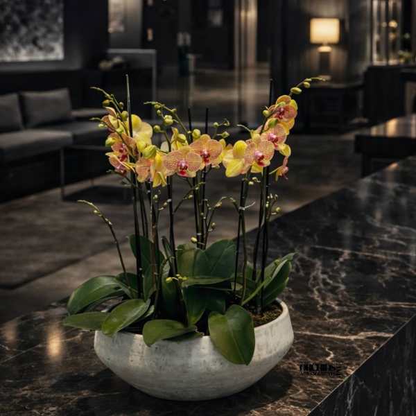 Potted orchid arrangement in a white bowl planter