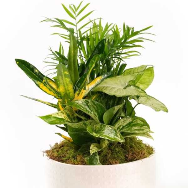 Small Dish Garden