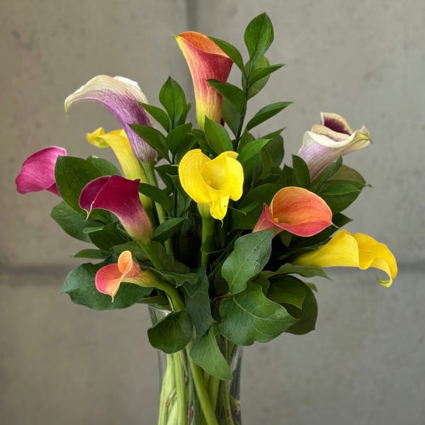 Colorful calla lilies arranged in a clear glass vase