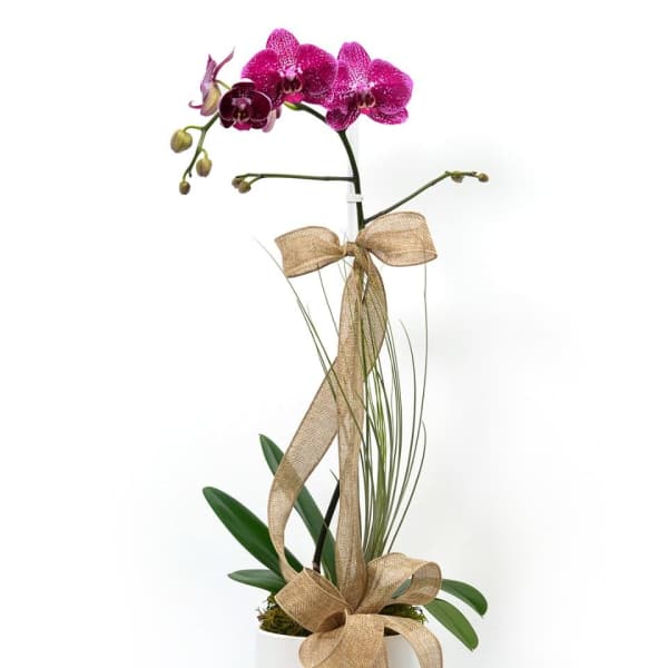 Potted magenta orchid with gold ribbon in a white ceramic container