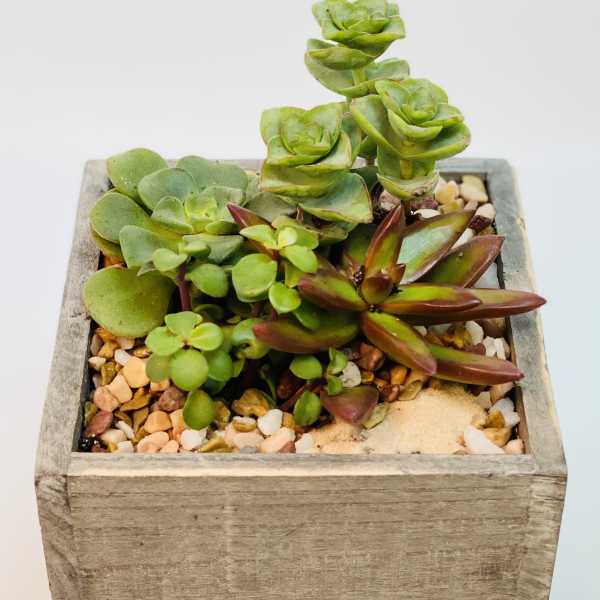 Succulent arrangement in a square wooden planter with decorative pebbles