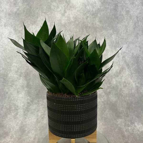 Dark green potted plant in a textured black container on a stand