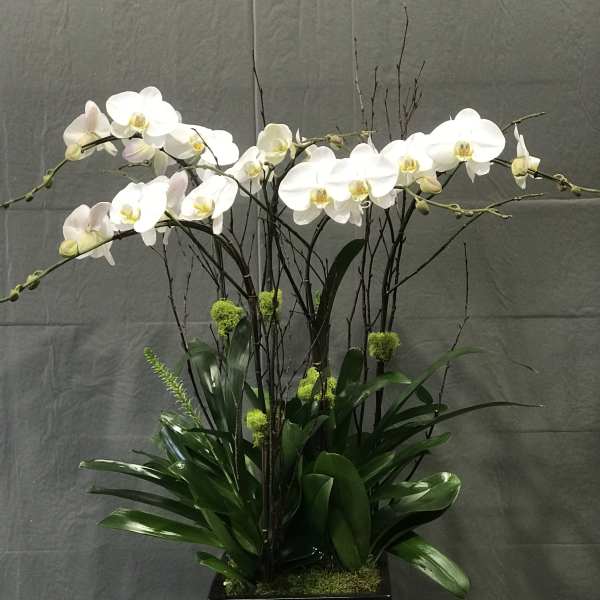White orchids arranged in a black square planter