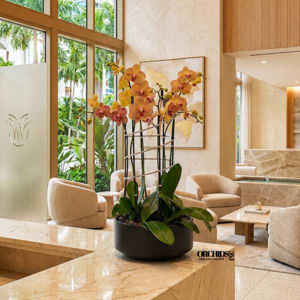 Peach Phalaenopsis Orchid Arrangement – 5 Stem Contemporary Arrangement