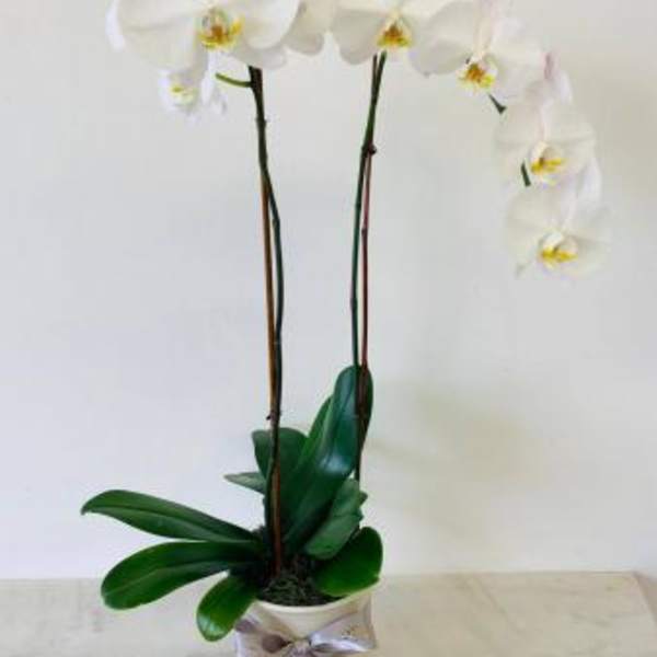 White orchid plant in a pot with a ribbon bow
