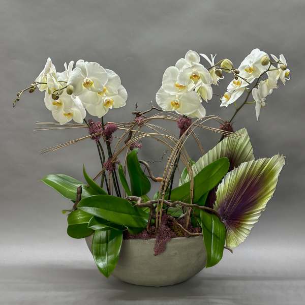 White Orchids