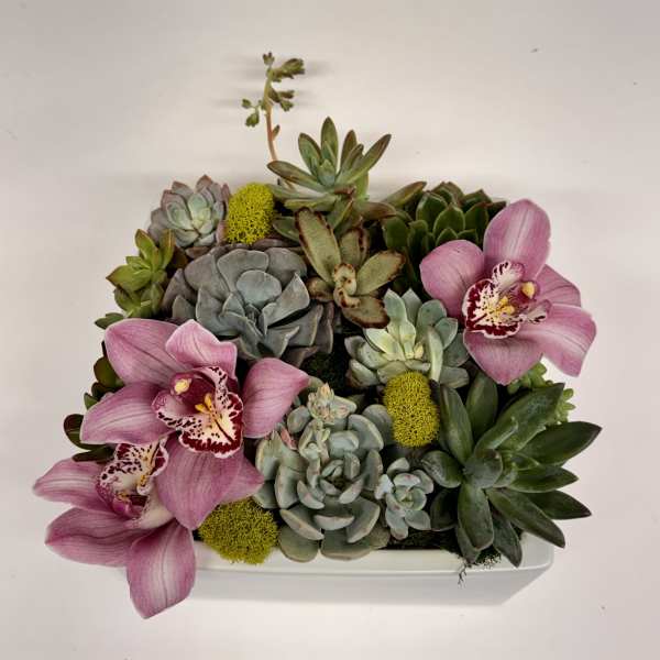 Lovely Succulents