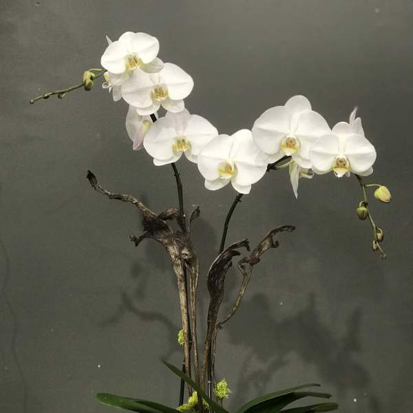 White orchid arrangement in a black square planter