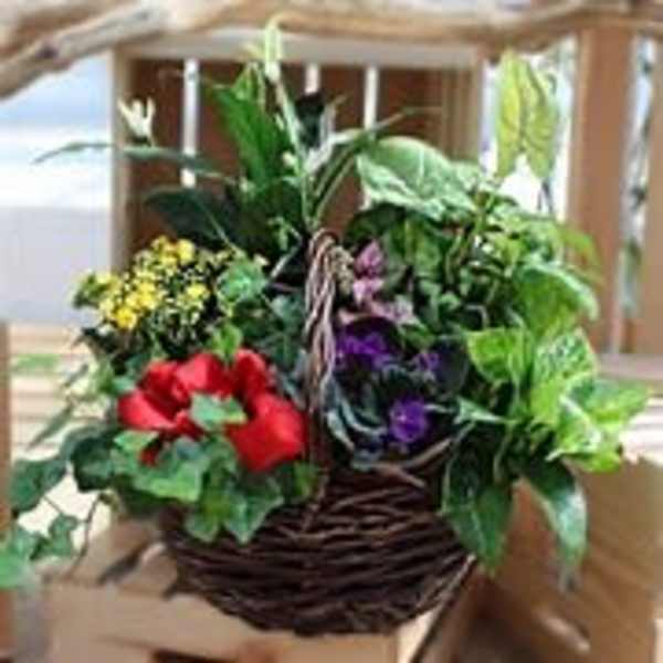 Basket of mixed potted plants with red and purple blooms