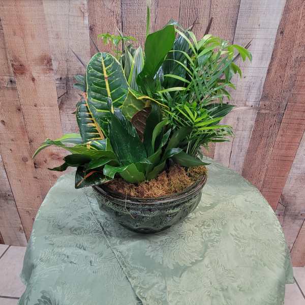 Mixed green potted plant arrangement in a ceramic bowl