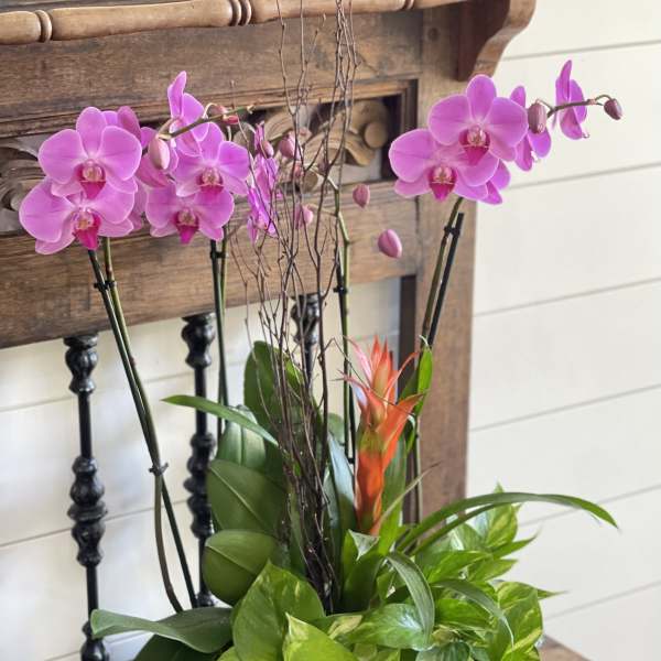 Pink orchids and a tropical plant in a white ceramic pot