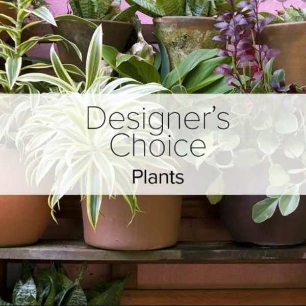 Assorted potted plants with a "Designer’s Choice Plants" label