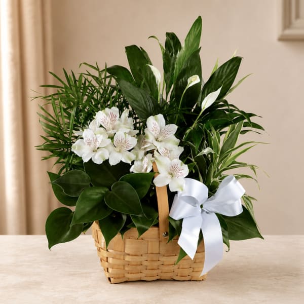 White alstroemeria in a wicker basket with lush green plants and a white ribbon