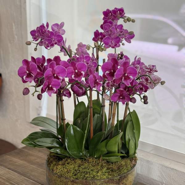 Clustered magenta phalaenopsis orchids in a low glass bowl with a moss-covered base.