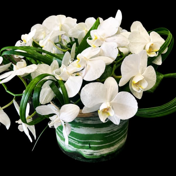 White Orchid Garden