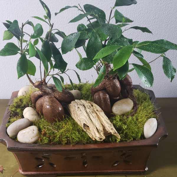 Two small potted bonsai plants in a rectangular planter with moss and stones