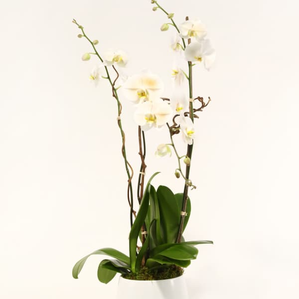White orchid plant in a white pot