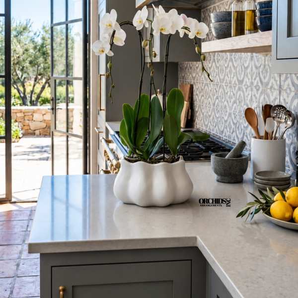 White orchids in a white ceramic pot on a kitchen counter