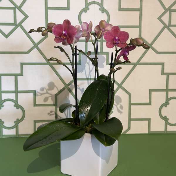 Seasonal Magenta Mini Orchids