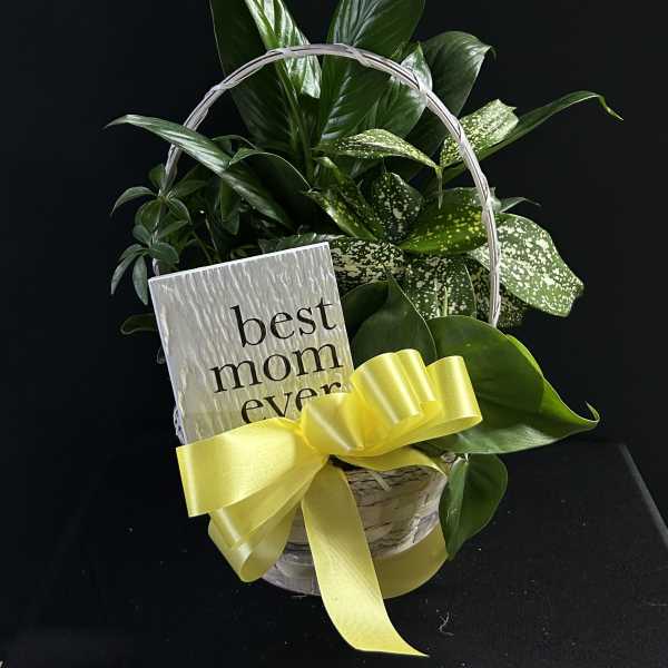 Basket of green houseplants with a yellow ribbon and "best mom ever" sign