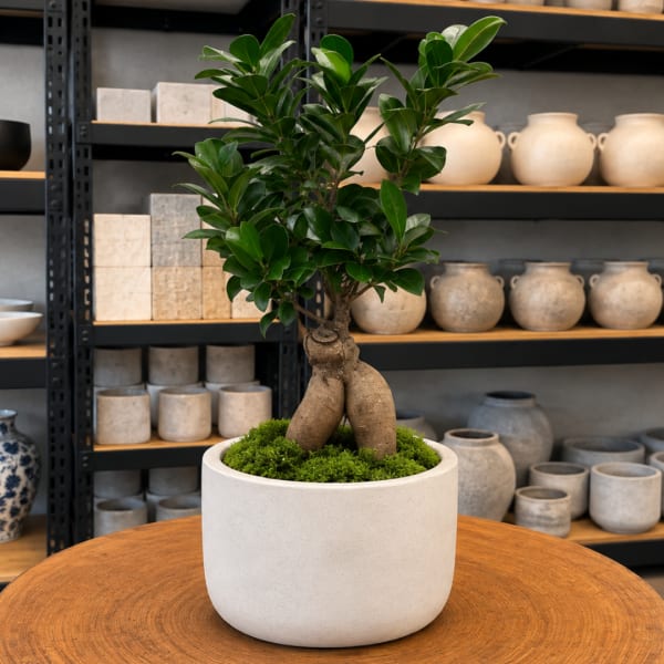 Potted bonsai-style plant in a white ceramic planter