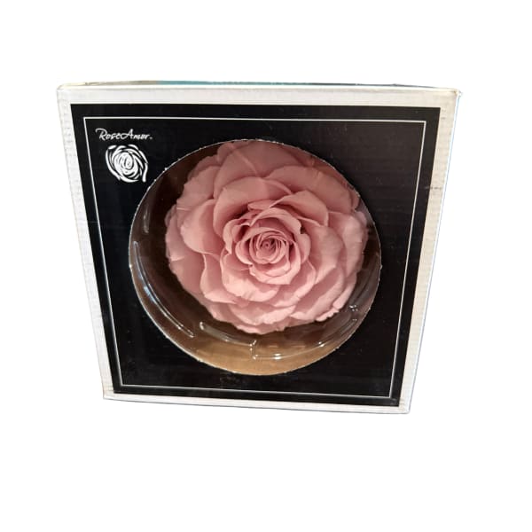 Preserved Pink Rose