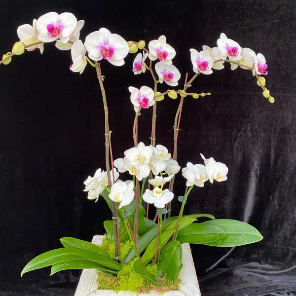 White orchids with pink centers arranged in a white planter