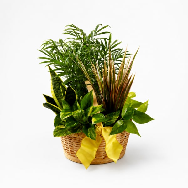 Basket of assorted green houseplants with a yellow ribbon