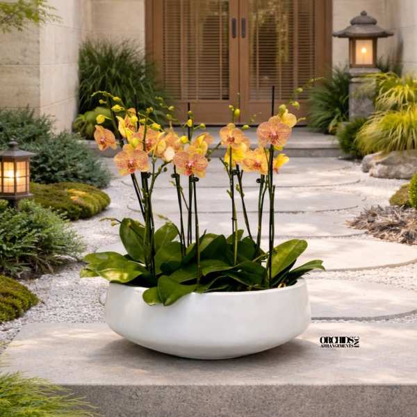Orchid arrangement in a white bowl planter on a stone walkway