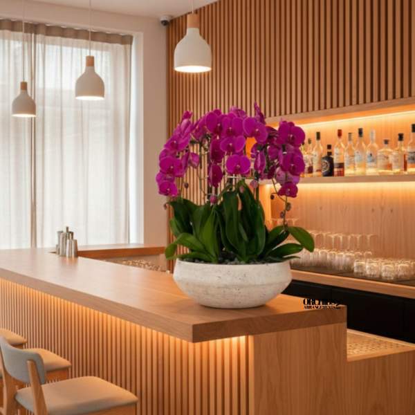 Potted purple orchids in a white bowl planter on a wooden counter