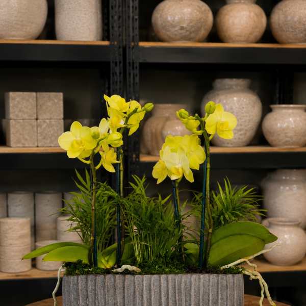 Yellow orchids arranged in a gray rectangular planter