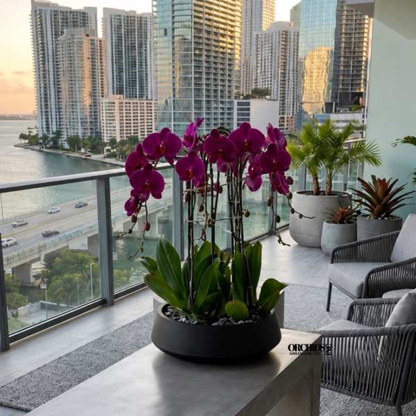 Potted purple orchids in a black planter on a balcony