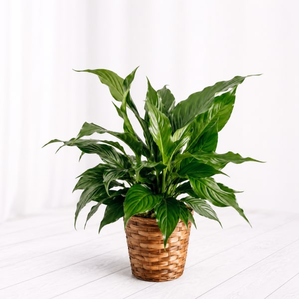 Peace Lily