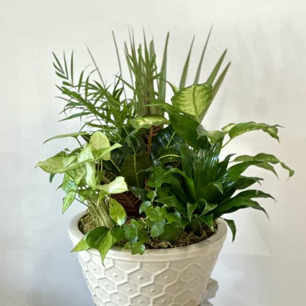 Mixed green houseplants in a white textured planter