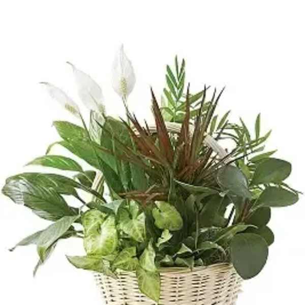 Basket of assorted green houseplants with white peace lilies