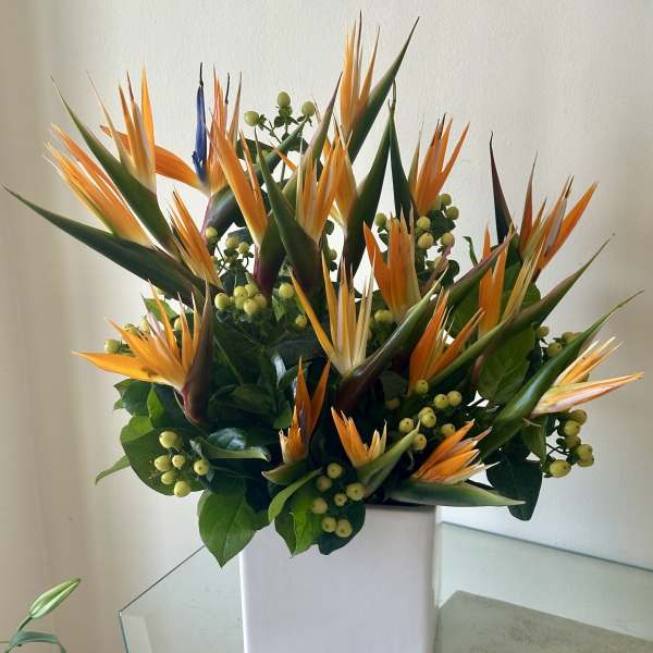 Orange bird of paradise flowers in a white square vase
