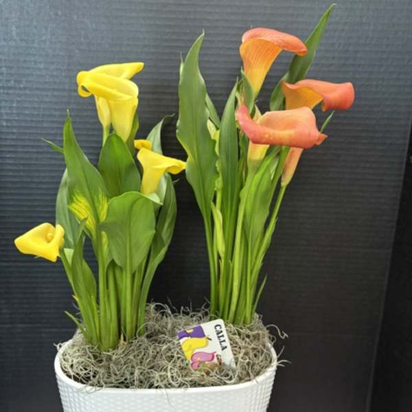Potted calla lilies in yellow and orange with a white textured container
