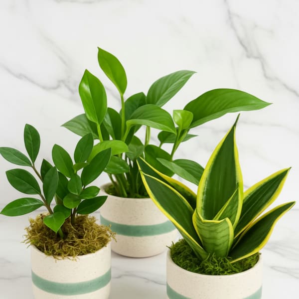 Three small potted houseplants in white ceramic pots with green stripes