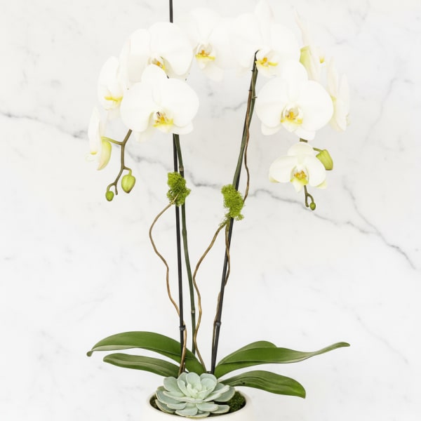 White orchid arrangement in a white pot with a succulent accent