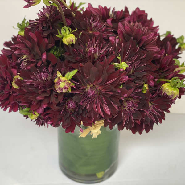Dahlia 'Nuit d' Ete'