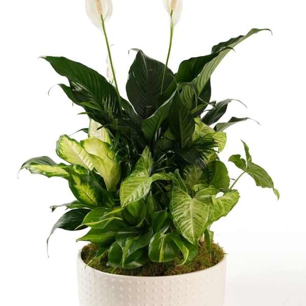 Potted peace lily arrangement with white blooms and mixed green foliage