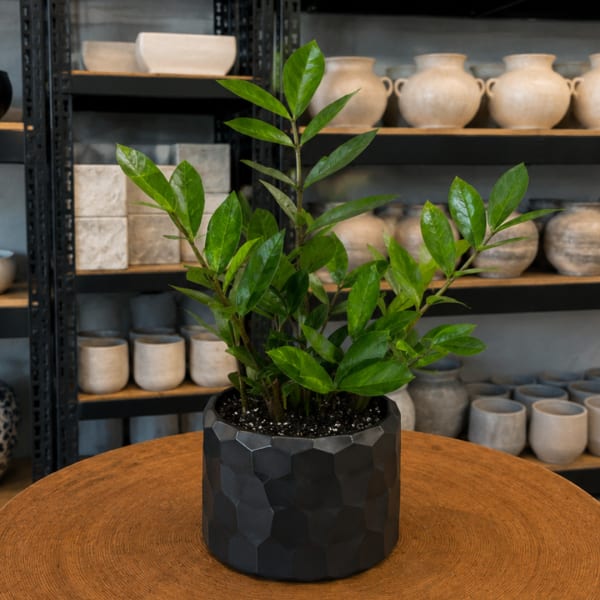 Potted green plant in a black faceted container on a wooden table